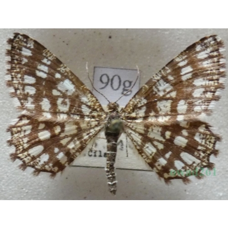 Chiasmia clathrata (Linnaeus, 1758) Witalnik naostrzak Czech90g
